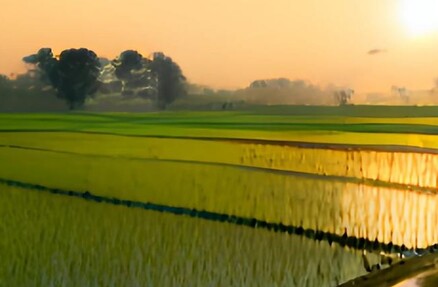 Гламифоп – новый китайский гербицид для защиты риса от устойчивых сорняков