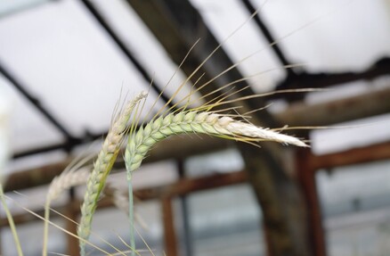 Ученые ИЦиГ создают «генетический конструктор» для выведения новых сортов пшеницы