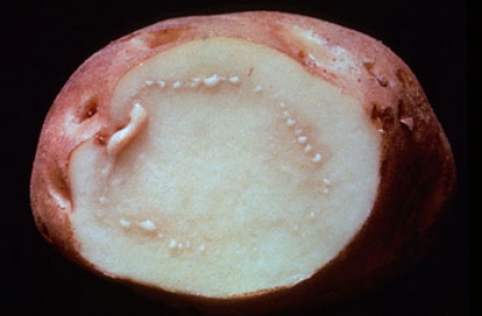 Бурая бактериальная гниль картофеля   Ralstonia solanacearum