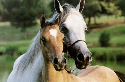 Ринопневмония лошадей